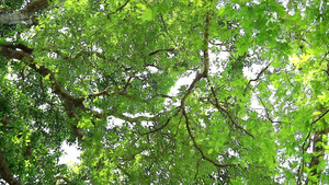 夏日在园中的绿树下15秒视频