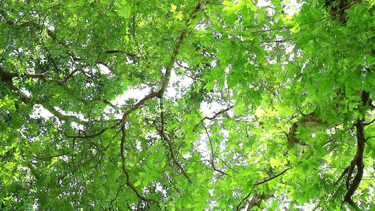 在园中生树的绿树下视频