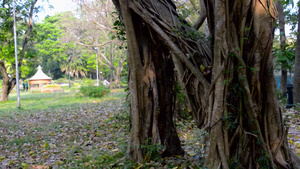 大榕树树干在一个自然乡村地区的花园公园里晚上在自然11秒视频