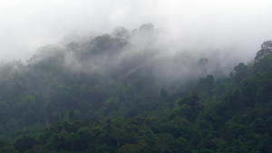 热带雨林的晨雾7秒视频