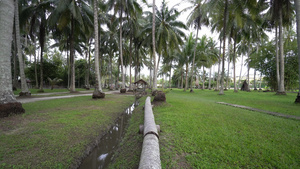 第一视角在椰子树干上行走11秒视频