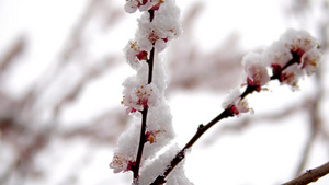 春天的樱花树上下雪气候变迁电影11秒视频
