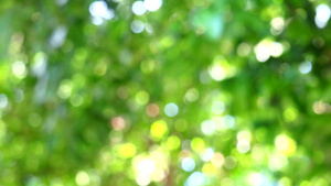 绿色模糊背景的树叶24秒视频