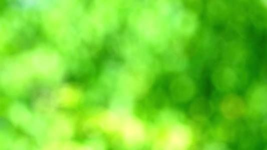 绿绿绿绿绿色抽象模糊的彩色叶子在花园中的花朵树上视频