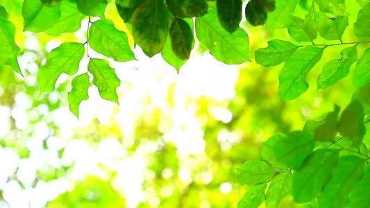 绿树叶绿色树叶在花园背景中阳光和树的色彩模糊视频