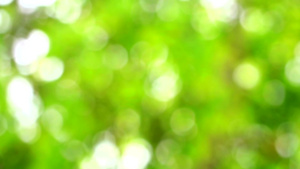 抽象绿色叶叶在花园背景中模糊光斑27秒视频