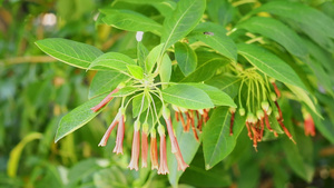 红色木花树9秒视频