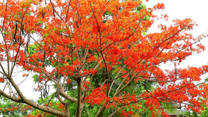 花园里的树木26秒视频