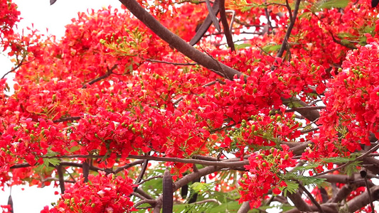 红火树花在花园中开花锅向右升起视频
