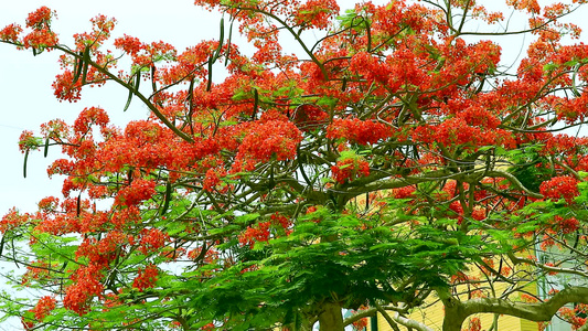 红火树花朵在花园绿叶上开花1视频