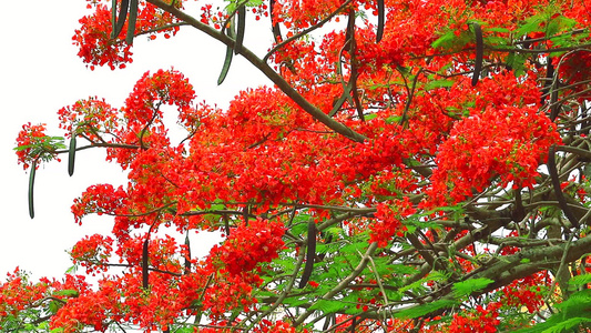 在花园里开花的红火树2视频