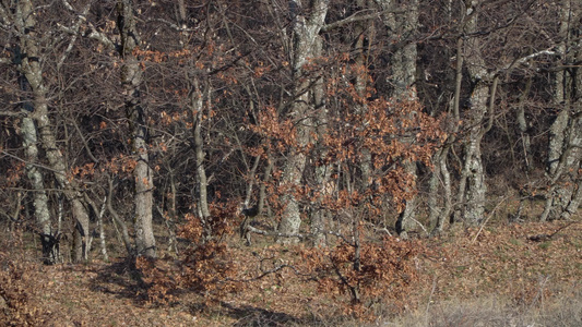 林中树木的枝叶是空露的视频