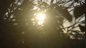 早晨的阳光透过树叶太阳躲在树后面由背光明亮的阳光模糊11秒视频