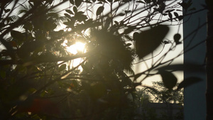 早晨的阳光透过树叶13秒视频