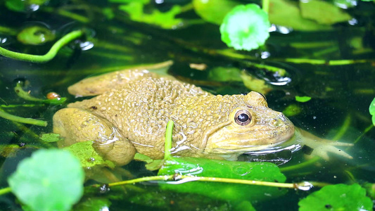 青蛙在水中远离太阳生活夜间活动2视频