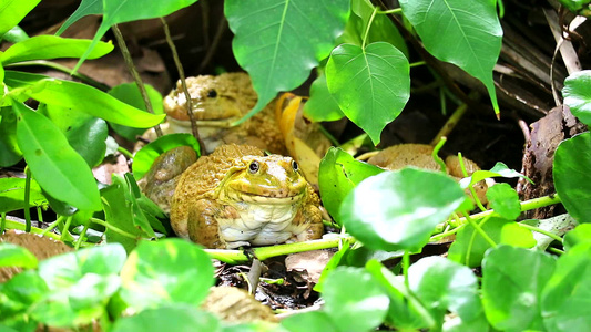 青蛙在树荫下远离阳光在夜间活动视频