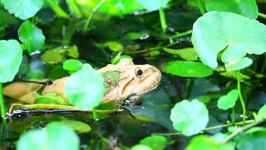 青蛙在水中远离太阳在夜间活跃活生生视频