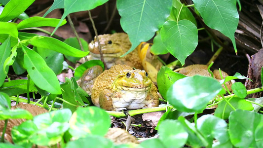 青蛙在树荫下远离阳光在夜间活跃活动视频