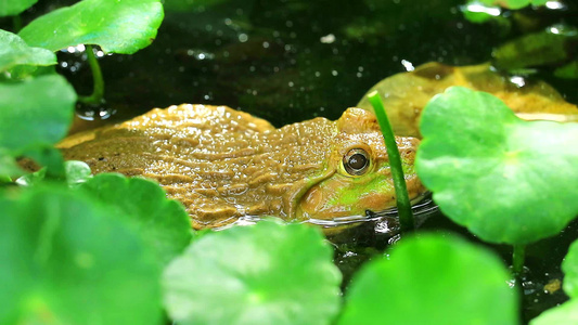 青蛙在树荫下远离阳光在水中放松视频