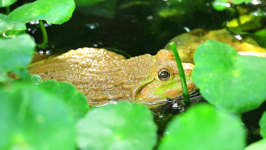 青蛙在树荫下远离阳光在水中放松视频