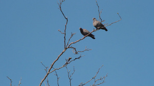 在树枝上徘徊的鸽子20秒视频