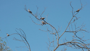 在树枝上徘徊的鸽子在交接的交接中29秒视频