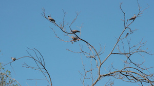 在树枝上徘徊的鸽子16秒视频