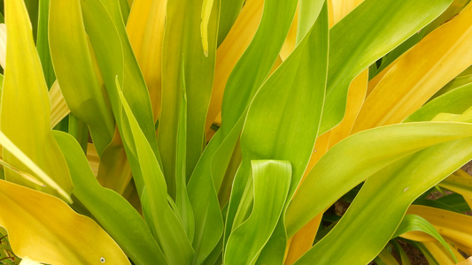 杂色的绿色黄色叶子花园里长着杂色的绿色黄色热带植物视频