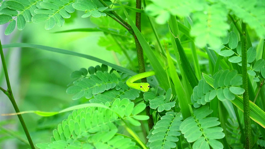 在花园的树叶中藏着东方鞭子供昆虫和小动物食用2视频