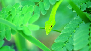 在花园的树叶中藏着昆虫和小动物可以食用它们会吃到30秒视频