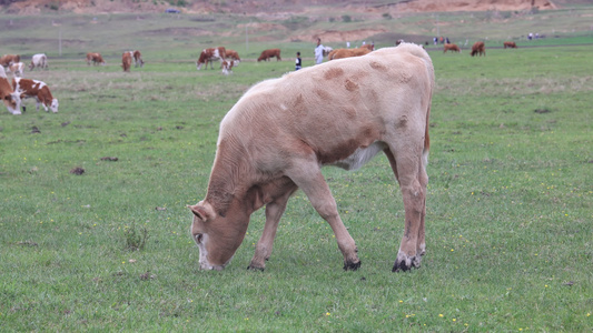 草原牛吃草畜牧业养殖牛群视频