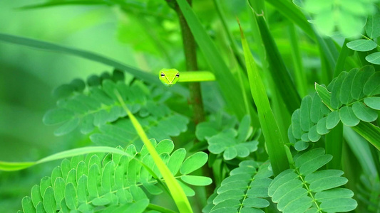 在花园的树叶中藏着东方鞭子供昆虫和小动物食用1视频