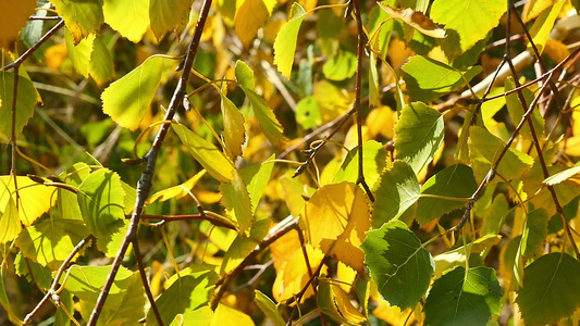 秋叶在树上阳光照亮视频
