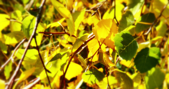 秋叶在树上阳光照耀视频