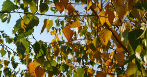 秋叶在树上阳光照耀14秒视频