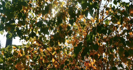 秋叶在树上阳光照耀视频