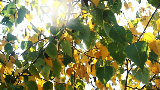 秋叶在树上阳光照亮视频