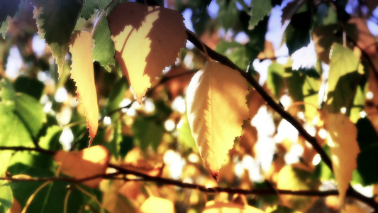 秋叶在树上的阳光上视频
