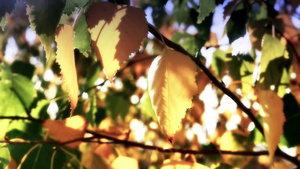 秋叶在树上的阳光上29秒视频