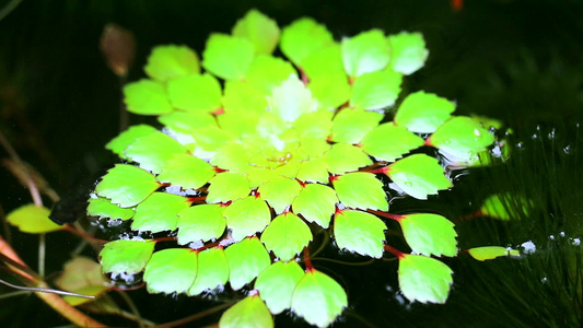 水栗子或水钙虚假的松散冲突或角栗子2视频