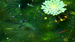 水中的叶子31秒视频