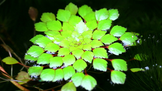 水栗子或水钙虚假的松散冲突或角栗子1视频