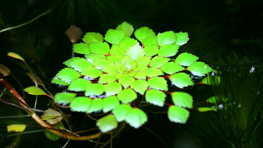 水栗子或水钙虚假的松散冲突或角栗子4视频