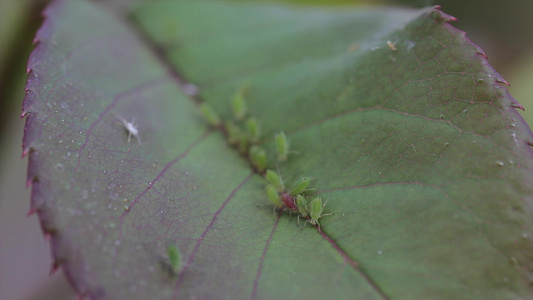 叶子上的昆虫视频