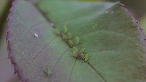 叶子上的昆虫6秒视频