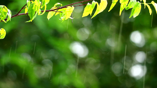 花园中的雨滴和模糊的绿色背景视频