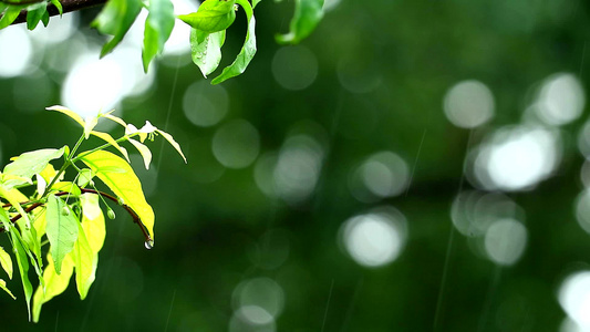 花园中的雨滴和模糊的绿色背景树枝随风和阳光而移动视频