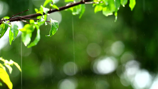 花园中的雨滴和模糊的绿色树枝视频