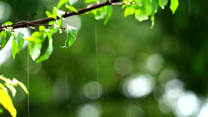 花园中的雨滴和模糊的绿色树枝22秒视频