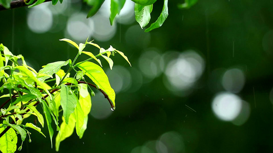 花园中的雨滴和模糊的绿色背景树枝风与阳光在移动1视频